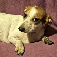 Princess (Trained/Call-Text), a female Chihuahua for sale in Cape Girardeau, MO – 7 of 10