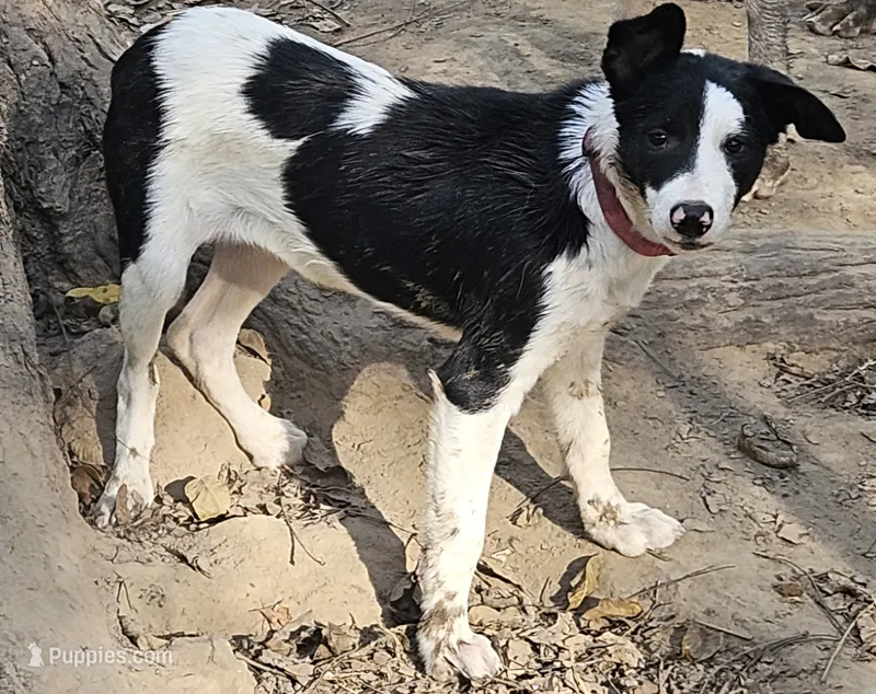 Tia (Call-Text) – Border Collie puppy for sale in Cape Girardeau, MO