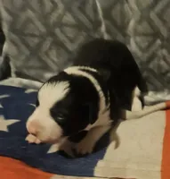 Franney, a female Border Collie for sale in Cape Girardeau, MO – 9 of 10