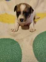 Buddy (T-Cup, Call-Text), a male Chihuahua for sale in Cape Girardeau, MO – 4 of 10