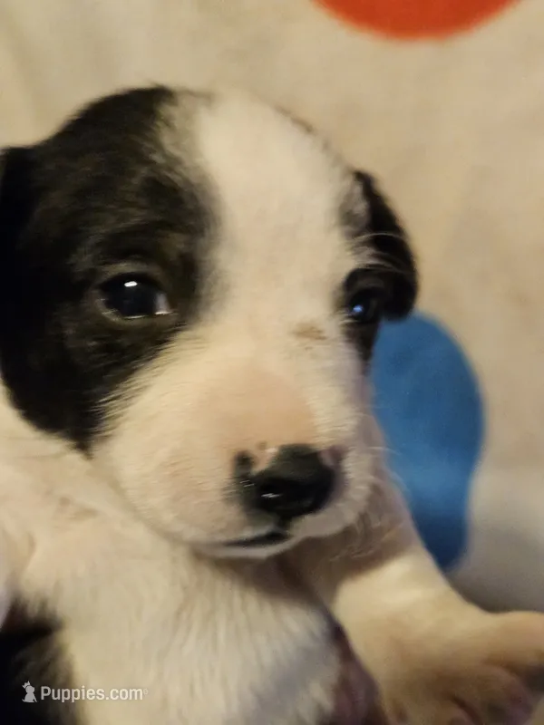Drew (T-Cup, Call-Text) – Chihuahua puppy for sale in Cape Girardeau, MO
