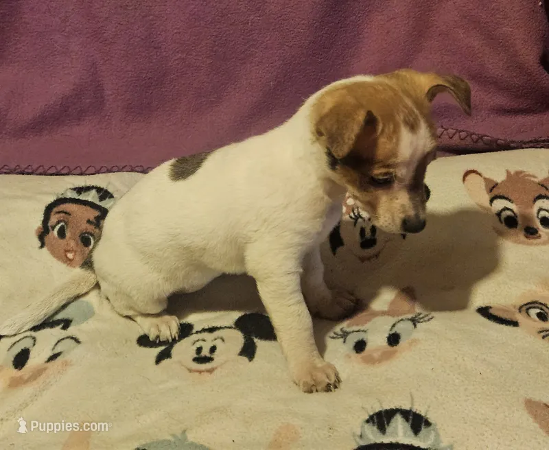 Diane (T-Cup, Call-Text) – Chihuahua puppy for sale in Cape Girardeau, MO
