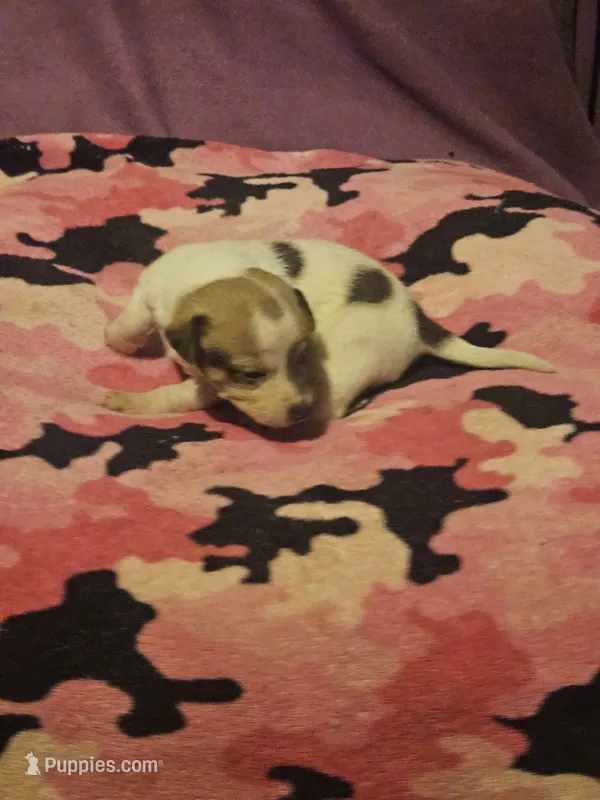 Diane – Chihuahua puppy for sale in Cape Girardeau, MO