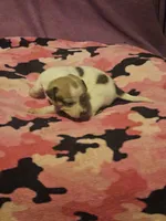 Diane, a female Chihuahua for sale in Cape Girardeau, MO – 1 of 10