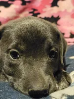 Filly (Lilac Color), a female Border Collie for sale in Cape Girardeau, MO – 8 of 9