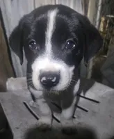 Bo (Call-Text), a male Border Collie for sale in Cape Girardeau, MO – 4 of 10