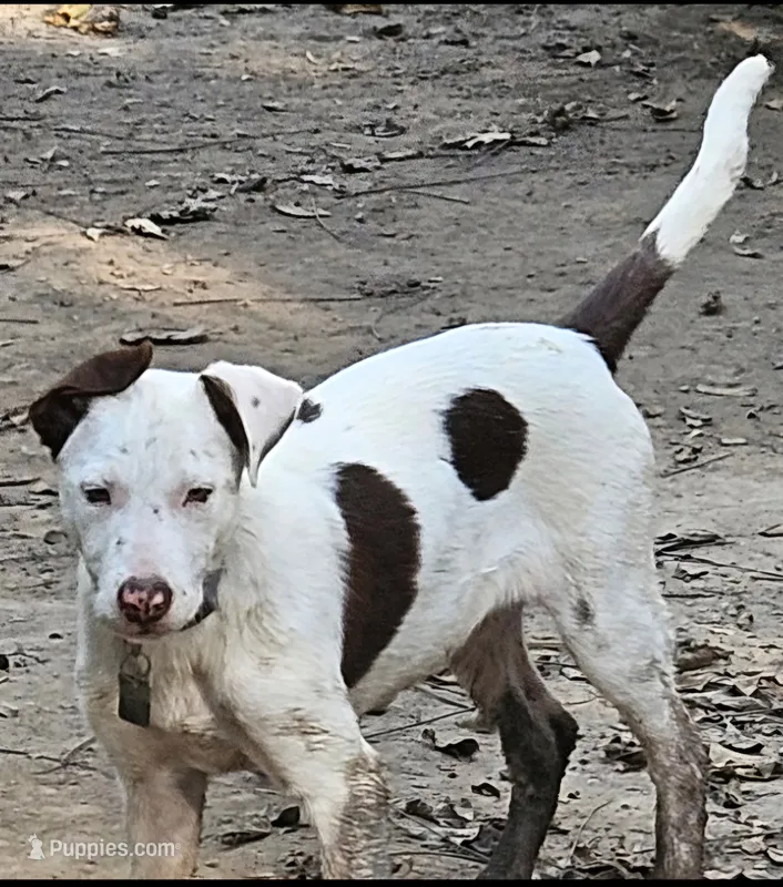 Suzy (Call-Text) – Border Collie puppy for sale in Cape Girardeau, MO