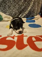 Misty (T-Cup), a female Chihuahua for sale in Cape Girardeau, MO – 8 of 10