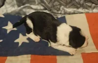 Jay, a male Border Collie for sale in Cape Girardeau, MO – 6 of 10
