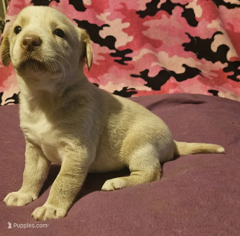 Emily "EE Red" – Border Collie puppy for sale in Cape Girardeau, MO