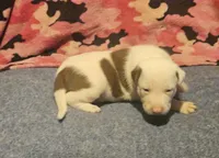 Suzy, a female Border Collie for sale in Cape Girardeau, MO – 5 of 10