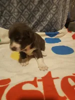 Duke, a male Border Collie for sale in Cape Girardeau, MO – 8 of 10