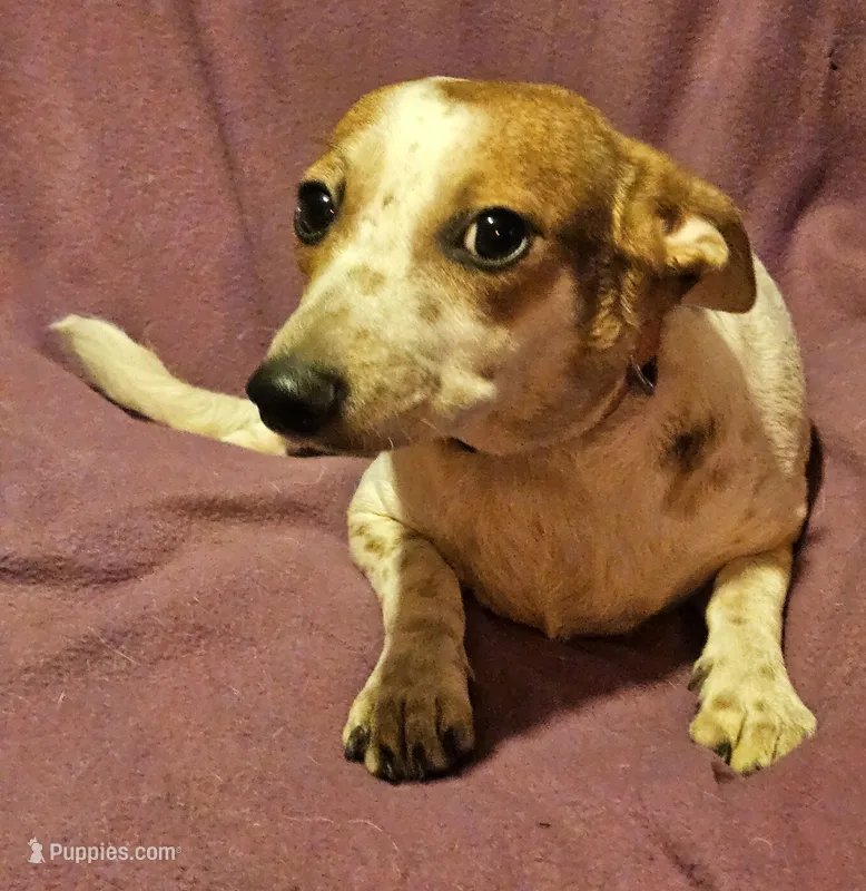 Princess (Call-Text) – Chihuahua puppy for sale in Cape Girardeau, MO