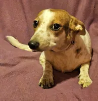 Princess (Trained/Call-Text), a female Chihuahua for sale in Cape Girardeau, MO – 1 of 10