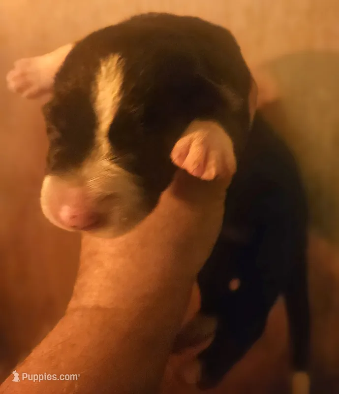 GiGi – Border Collie puppy for sale in Cape Girardeau, MO