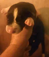 GiGi, a female Border Collie for sale in Cape Girardeau, MO – 1 of 1
