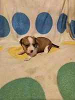 Frari (T-Cup, Call-Text), a female Chihuahua for sale in Cape Girardeau, MO – 9 of 10