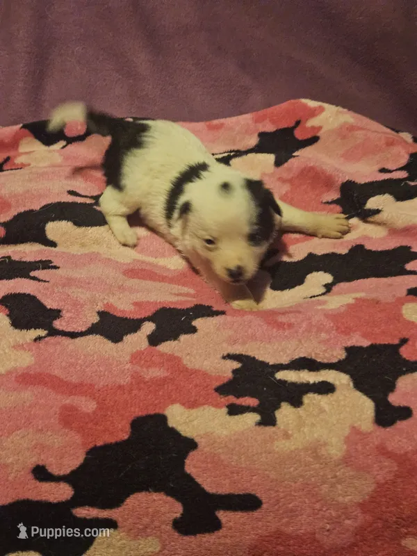 Billie (Call-Text) – Chihuahua puppy for sale in Cape Girardeau, MO