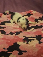 Billie (Call-Text), a male Chihuahua for sale in Cape Girardeau, MO – 9 of 10