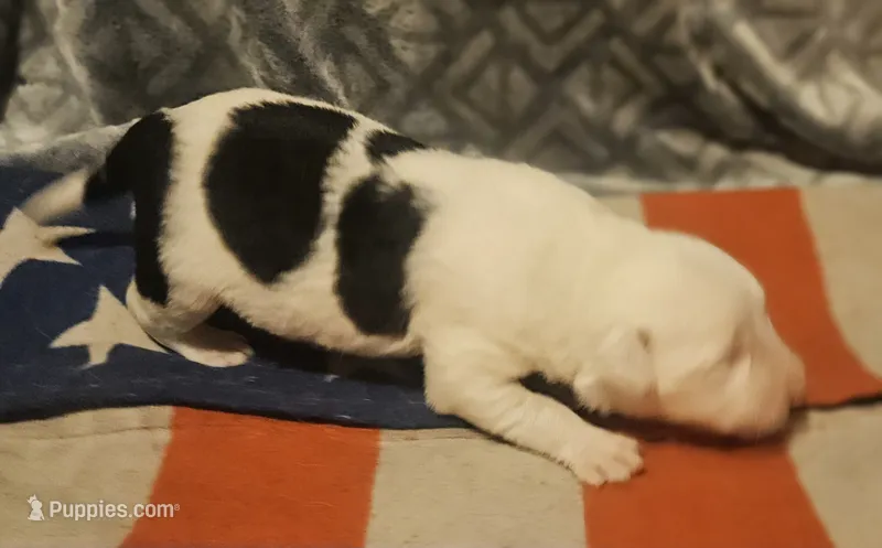 Inman – Border Collie puppy for sale in Cape Girardeau, MO