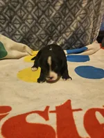 Girly, a female Border Collie for sale in Cape Girardeau, MO – 9 of 10