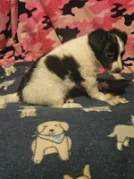 Price (Teddy Bear Chihuahua), a female Chihuahua for sale in Cape Girardeau, MO – 10 of 10