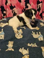 Price (T-Cup), a female Chihuahua for sale in Cape Girardeau, MO – 5 of 10