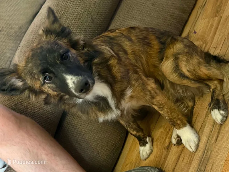Rosie (Call-Text) – Border Collie puppy for sale in Cape Girardeau, MO
