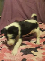 Tia (Call-Text), a female Border Collie for sale in Cape Girardeau, MO – 6 of 10