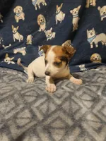 Princess (T-Cup, Call-Text), a female Chihuahua for sale in Cape Girardeau, MO – 10 of 10