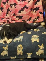 GiGi (Call-Text), a female Border Collie for sale in Cape Girardeau, MO – 8 of 10