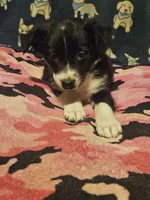 Misty (T-Cup Size), a female Chihuahua for sale in Cape Girardeau, MO – 5 of 10