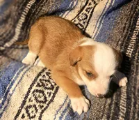 Quaker (Call-Text), a male Border Collie for sale in Cape Girardeau, MO – Photo 5 of 10