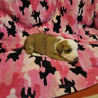 Quaker (Call-Text), a male Border Collie for sale in Cape Girardeau, MO – Photo 4 of 10