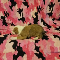 Quaker (Call-Text), a male Border Collie for sale in Cape Girardeau, MO – Photo 5 of 10