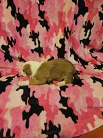 Quaker, a male Border Collie for sale in Cape Girardeau, MO – Photo 5 of 10