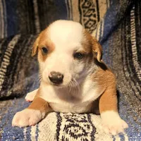 Quaker (Call-Text), a male Border Collie for sale in Cape Girardeau, MO – Photo 6 of 10