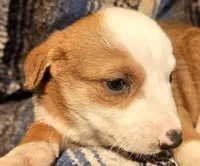 Quaker (Call-Text), a male Border Collie for sale in Cape Girardeau, MO – Photo 2 of 10