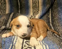 Quaker (Call-Text), a male Border Collie for sale in Cape Girardeau, MO – Photo 10 of 10