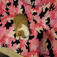 Quaker (Call-Text), a male Border Collie for sale in Cape Girardeau, MO – Photo 10 of 10