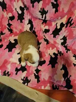 Quaker, a male Border Collie for sale in Cape Girardeau, MO – Photo 10 of 10