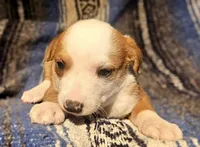 Quaker (Call-Text), a male Border Collie for sale in Cape Girardeau, MO – Photo 4 of 10