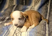 Quaker (Call-Text), a male Border Collie for sale in Cape Girardeau, MO – Photo 9 of 10