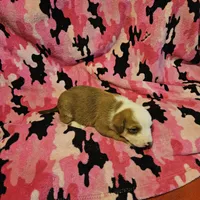 Quaker (Call-Text), a male Border Collie for sale in Cape Girardeau, MO – Photo 8 of 10