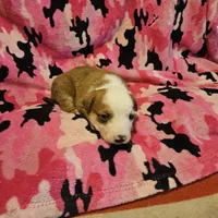 Quaker (Call-Text), a male Border Collie for sale in Cape Girardeau, MO – Photo 9 of 10