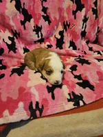 Quaker, a male Border Collie for sale in Cape Girardeau, MO – Photo 9 of 10