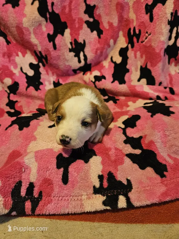 Quaker, a male Border Collie for sale in Cape Girardeau, MO – Photo 1 of 10