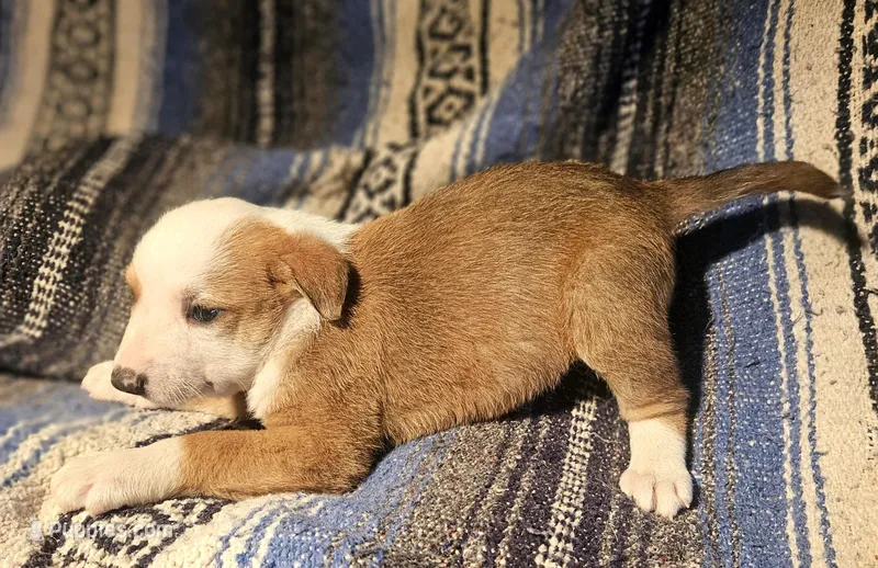 Quaker (Call-Text) – Border Collie puppy for sale in Cape Girardeau, MO