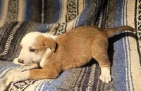 Quaker (Call-Text), a male Border Collie for sale in Cape Girardeau, MO – Photo 1 of 10