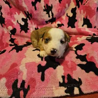 Quaker (Call-Text), a male Border Collie for sale in Cape Girardeau, MO – Photo 2 of 10